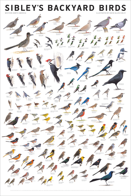 Sibley's Backyard Birds: Western North America Cover Image