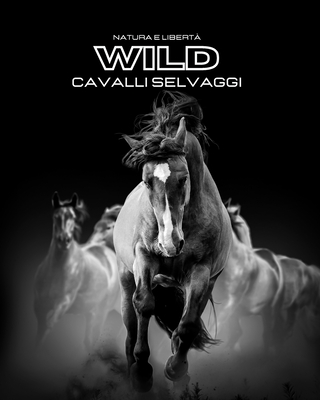 Natura e Libertà WILD Cavalli Selvaggi: Album fotografico a colori. Idea regalo per amanti del cavallo e della natura. By Hayden Clayderson Cover Image