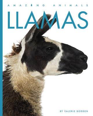 Llamas (Amazing Animals)