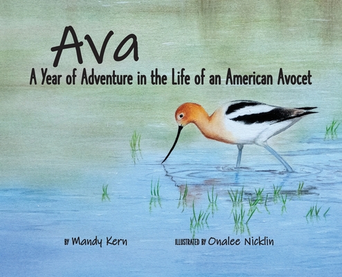 Ava: A Year of Adventure in the Life of an American Avocet By Mandy Kern, Onalee Nicklin (Illustrator) Cover Image