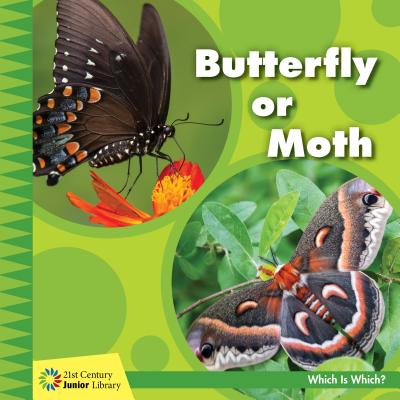 Butterfly or Moth By Tamra Orr Cover Image