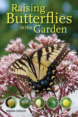 Raising Butterflies in the Garden By Brenda Dziedzic Cover Image