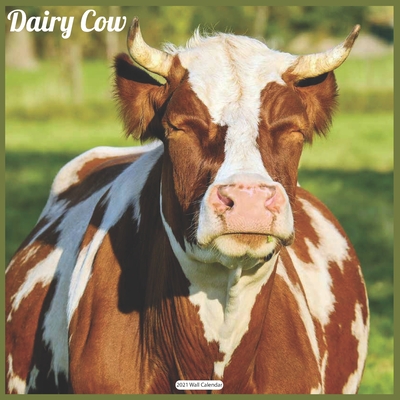 Dairy Cow 2021 Wall Calendar: Official Animal Cows Wall Calendar 2021 By Today Wall Calendrs 2021 Cover Image