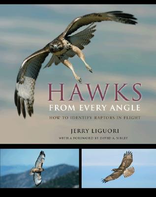 Hawks from Every Angle: How to Identify Raptors in Flight Cover Image