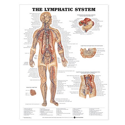 The Lymphatic System Anatomical Chart By Anatomical Chart Company (Prepared for publication by) Cover Image