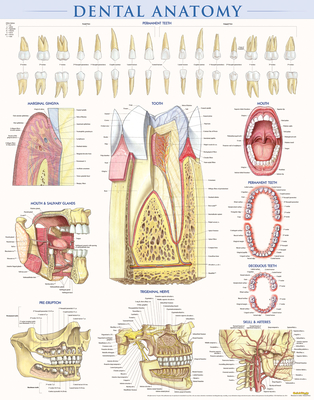 Dental Anatomy Poster (22 X 28 Inches) - Laminated: A Quickstudy Reference By Vincent Perez Cover Image