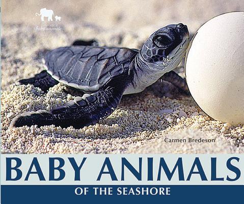 Baby Animals of the Seashore (Nature's Baby Animals)