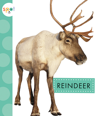 Reindeer (Spot Arctic Animals) (Paperback) | Books and Crannies
