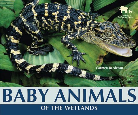 Baby Animals of the Wetlands (Nature's Baby Animals)