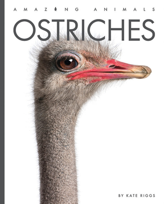 Ostriches (Amazing Animals) By Kate Riggs Cover Image