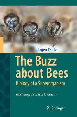 The Buzz about Bees: Biology of a Superorganism By Jürgen Tautz, Helga R. Heilmann (Photographer), David C. Sandeman (Translator) Cover Image
