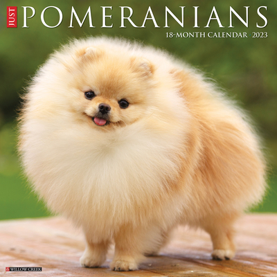 Just Pomeranians 2023 Wall Calendar By Willow Creek Press Cover Image