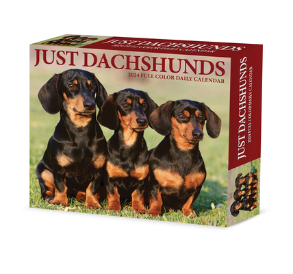 Dachshunds 2024 6.2 X 5.4 Box Calendar By Willow Creek Press Cover Image