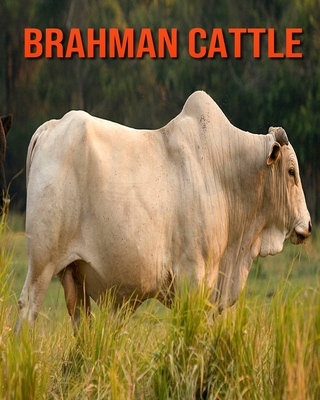 Brahman Cattle Amazing Facts About Brahman Cattle Paperback The Book Stall