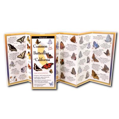 Common Butterflies of California By Rick Cech Cover Image