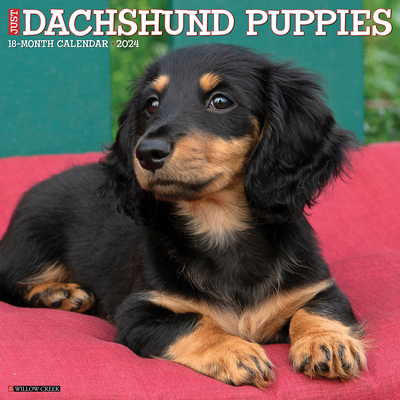 Just Dachshund Puppies 2024 12 X 12 Wall Calendar By Willow Creek Press Cover Image