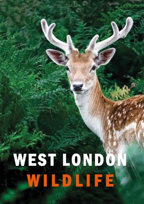 West London Wildlife Cover Image