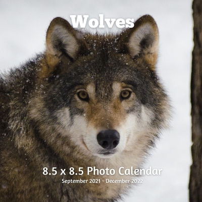Wolves 8.5 X 8.5 Calendar September 2021 -December 2022: Monthly Calendar with U.S./UK/ Canadian/Christian/Jewish/Muslim Holidays-Wolf Animal Nature Cover Image