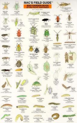 Mac's Field Guides: Northwest Garden Bugs (Mac's Guides (Charts))