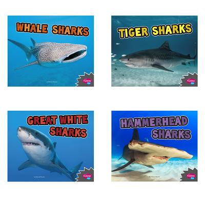 All about Sharks