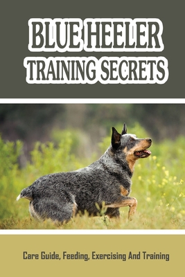 Blue sales heeler training