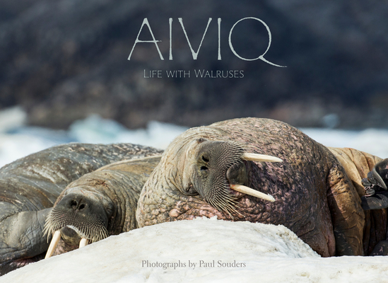 Aiviq: Life with Walruses By Paul Souders (Photographer) Cover Image