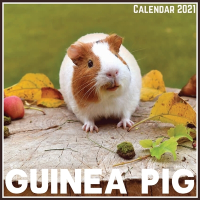 guinea-pig-calendar-2021-official-guinea-pig-calendar-2021-12-months-paperback-browseabout-books