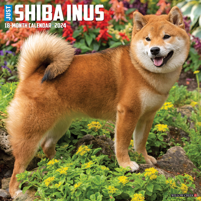Just Shiba Inus 2024 12 X 12 Wall Calendar By Willow Creek Press Cover Image