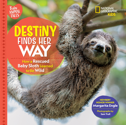 Destiny Finds Her Way: How a Rescued Baby Sloth Learned to Be Wild (Baby Animal Tales) By Margarita Engle Cover Image