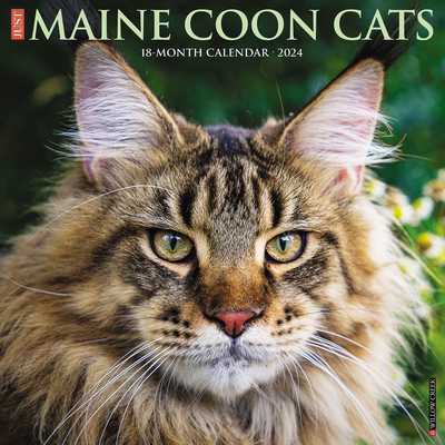 Just Maine Coon Cats 2024 12 X 12 Wall Calendar Cover Image