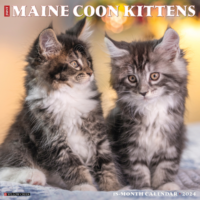 Just Maine Coon Kittens 2024 12 X 12 Wall Calendar Cover Image