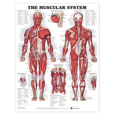 The Muscular System Anatomical Chart Cover Image