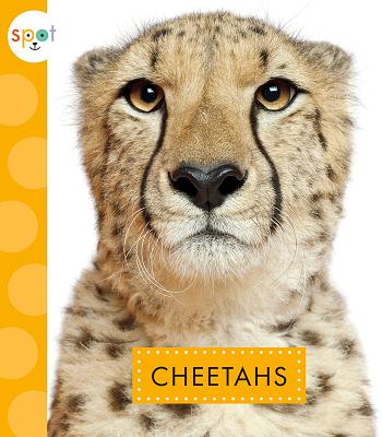 Cheetahs (Spot African Animals)