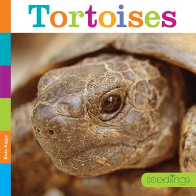 Tortoises (Seedlings) By Kate Riggs Cover Image
