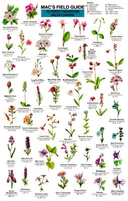Mac's Field Guides: Rocky Mountain Wildflowers (Mac's Guides) Cover Image