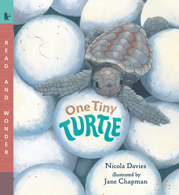 One Tiny Turtle (Read and Wonder) By Nicola Davies, Jane Chapman (Illustrator) Cover Image