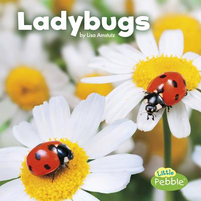 Ladybugs (Little Critters) By Lisa J. Amstutz Cover Image