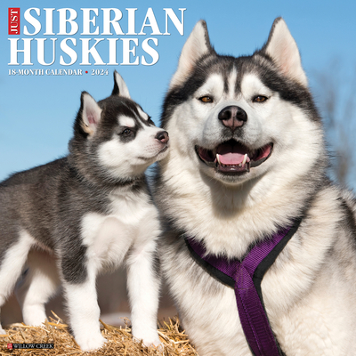 Just Siberian Huskies 2024 12 X 12 Wall Calendar Cover Image