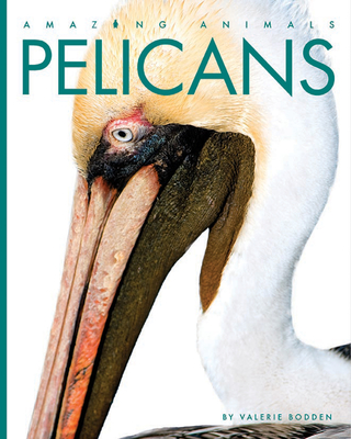Pelicans (Amazing Animals) By Valerie Bodden Cover Image