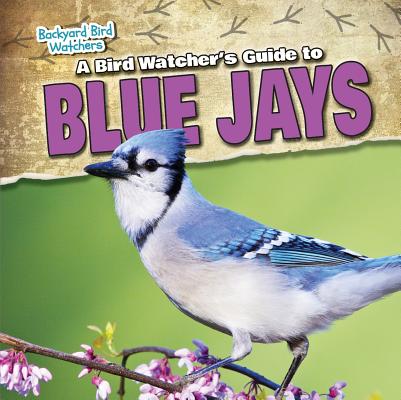 Blue Jays Are a Bird Watchers' Favorite