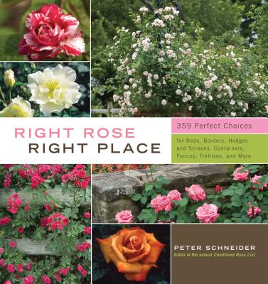 Right Rose, Right Place By Peter Schneider Cover Image