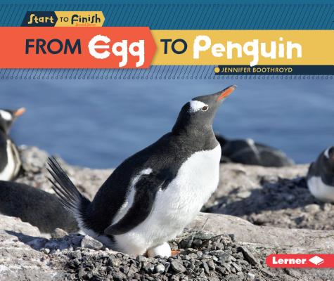 From Egg to Penguin (Start to Finish) By Jennifer Boothroyd Cover Image