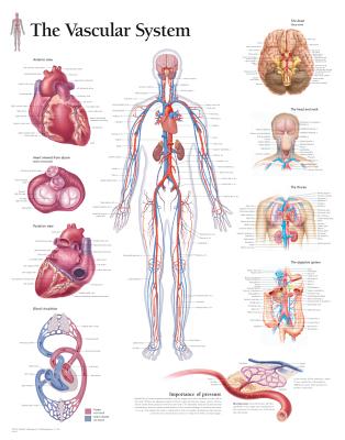 The Pulmonary System Chart: Wall Chart Cover Image