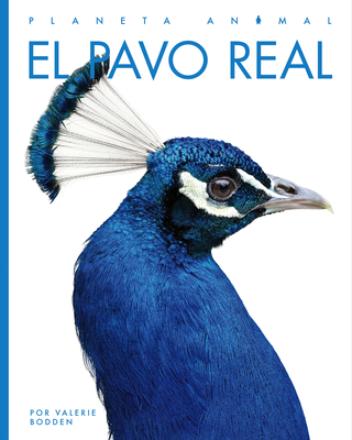Image of Pavo 1st smartphone