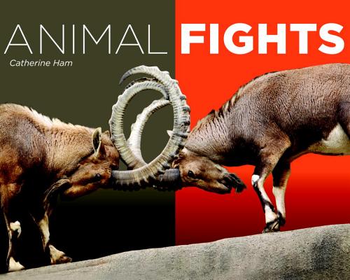 Animal Fights By Catherine Ham Cover Image