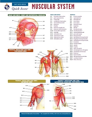 Cover for Muscular System (Quick Access)
