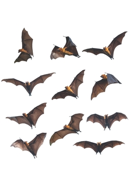 Notebook: for Bat Lovers Cover Image