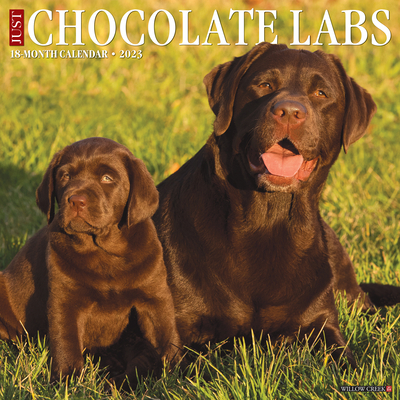 Just Chocolate Labs 2023 Wall Calendar By Willow Creek Press Cover Image