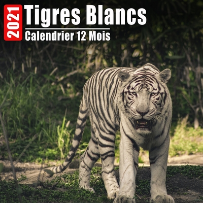 Calendrier 2021 Tigres Blancs: Mini Photos Calendrier Tigres Blancs Et Organisateur Mensuel Avec Citations Inspirantes Chaque Mois Cover Image