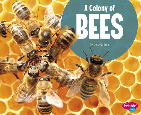 A Colony of Bees (Animal Groups) By Lucia Raatma Cover Image